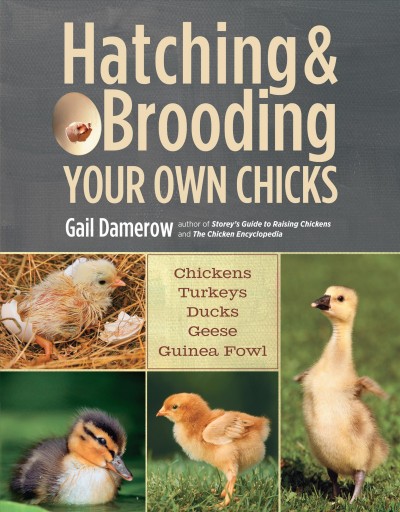 Hatching & brooding your own chicks : chickens, turkeys, ducks, geese, guinea fowl / Gail Damerow.