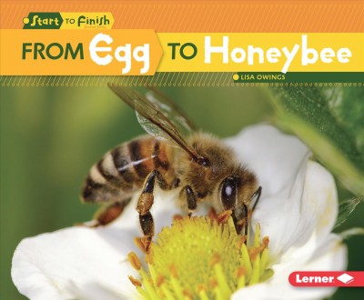 From egg to honeybee / Lisa Owings.